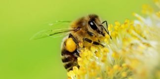 Conoce Algunos De Los Muchos Beneficios y Usos del Polen De Abeja