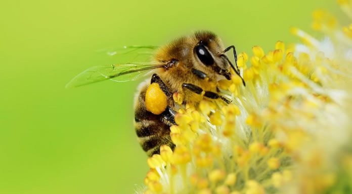 Conoce Algunos De Los Muchos Beneficios y Usos del Polen De Abeja