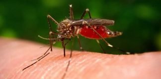 Cómo Quitarse Las Molestias De Las Picaduras De Mosquito Fácil y Rápidamente
