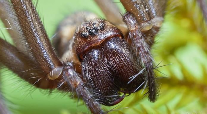 Tratamiento De Primeros Auxilios Para Una Mordedura De Araña